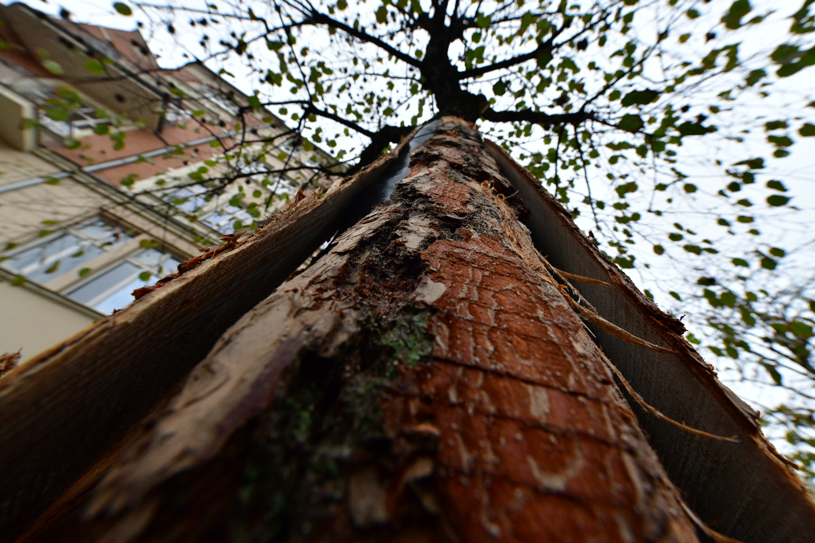  drzewa z ulicy 27 Grudnia - Wojtek Wardejn - Radio Poznań