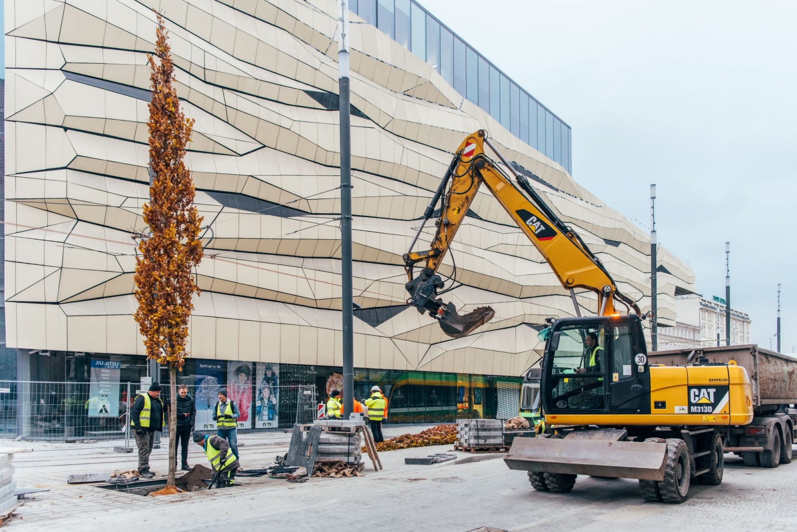 dęby Aleje Marcinkowskiego - UMP