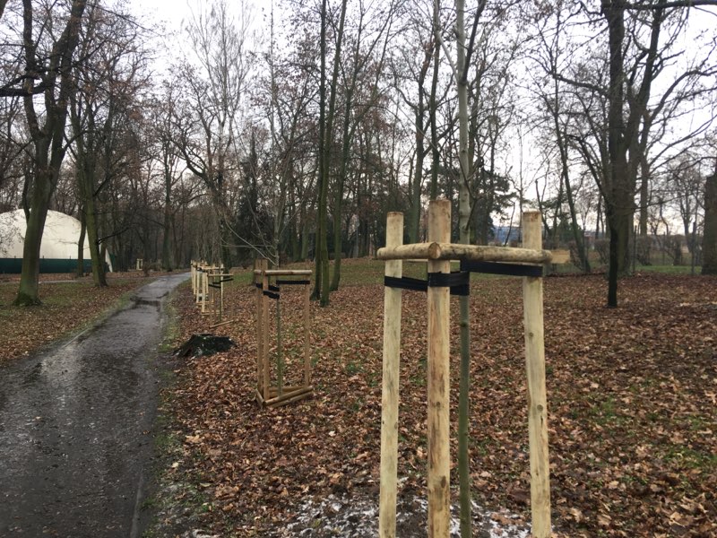 nowe drzewa gniezno - Rafał Muniak