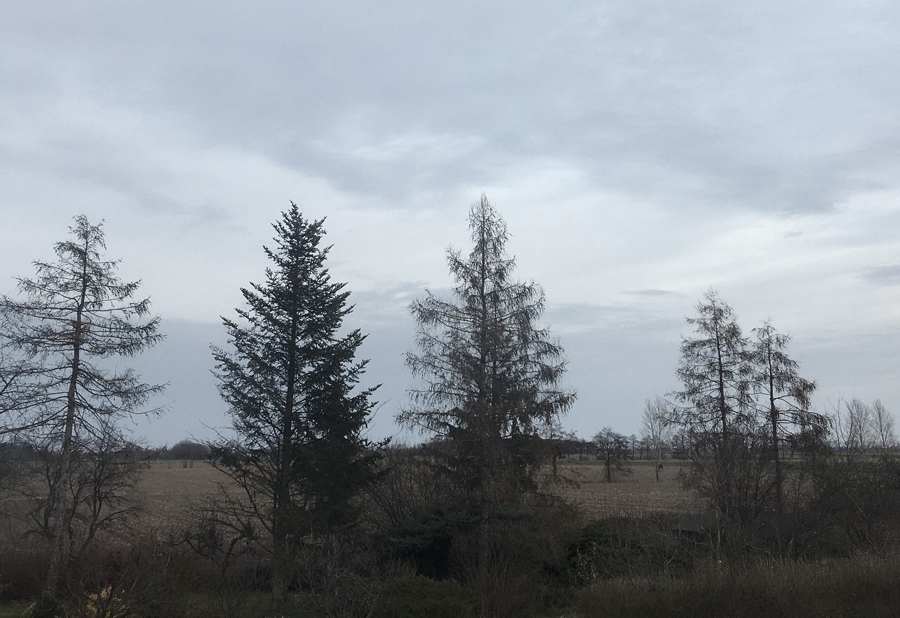 jesień zima drzewa - archiwum Radia Poznań