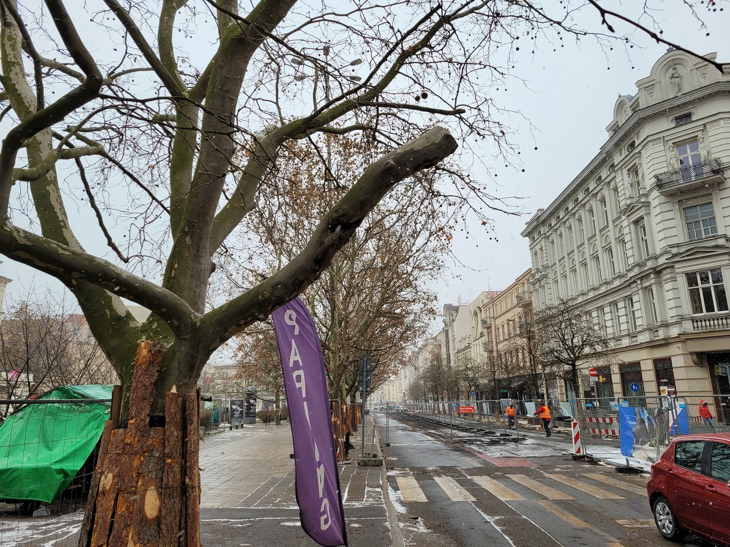 platany 27 grudnia drzewa - Krzysztof Polasik