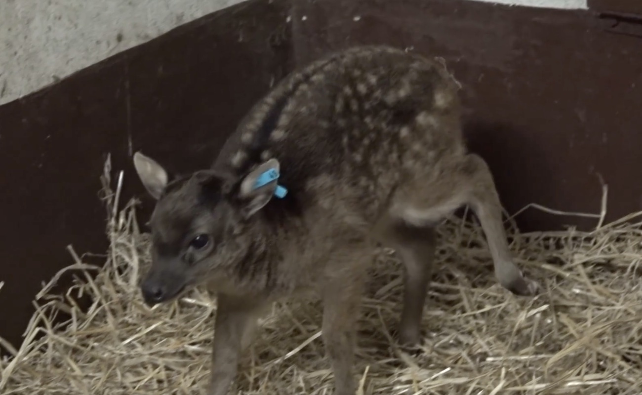 negra sambar kropkowany zoo poznan - ZOO POZNAŃ