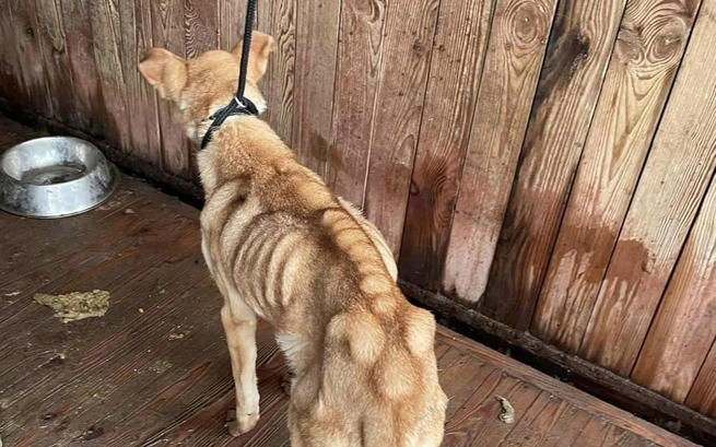 schronisko posadówek - Fundacja MONDO CANE