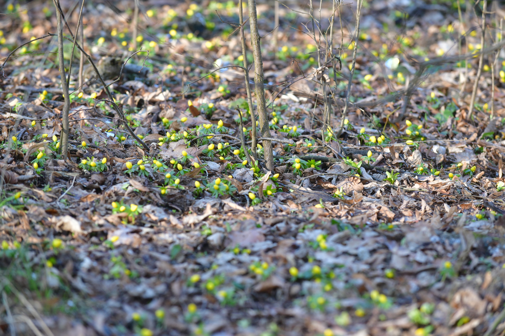 Złociste ranniki zimowe kwitną na poznańskim Radojewie - Wojtek Wardejn - Radio Poznań