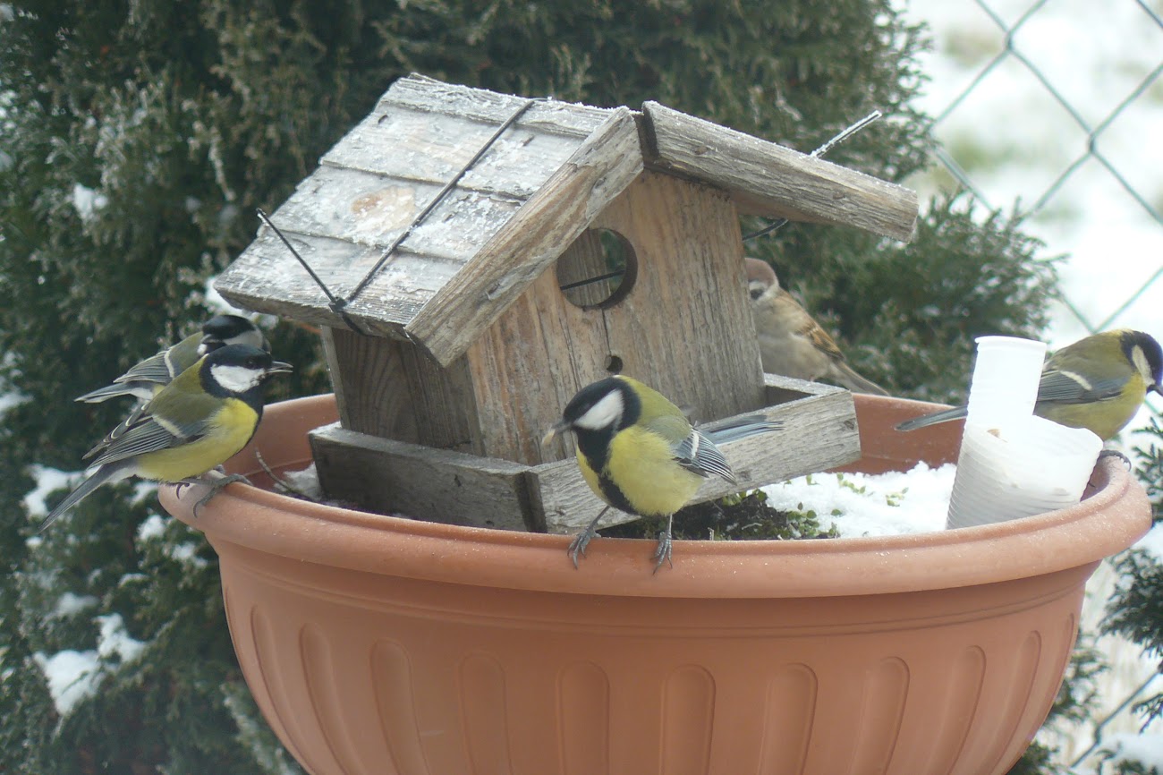 sikorki wróble karmnik ptaki - Radio Poznań