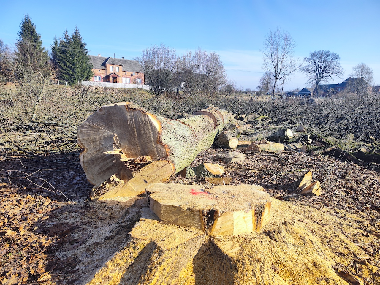 gieczynek wieleń drzewa - Przemysław Stochaj - Radio Poznań