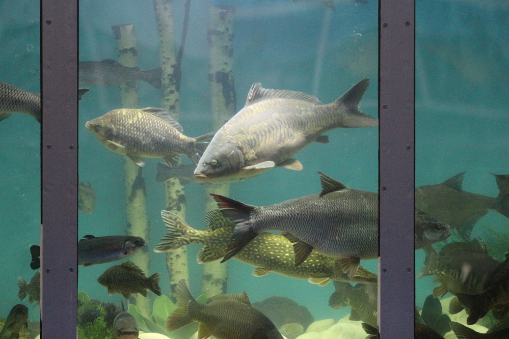  Rybomania - Leon Bielewicz  - Radio Poznań