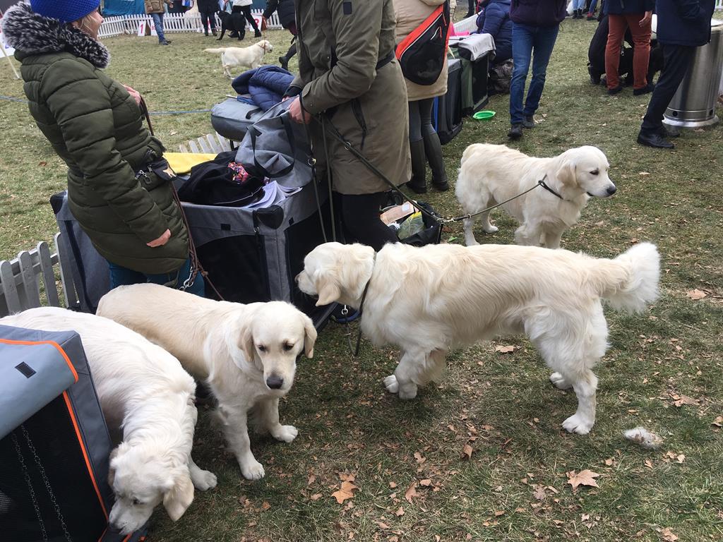 wystawy psów w rydzynie rydzyna wystawa psów - Jacek Marciniak - Radio Poznań