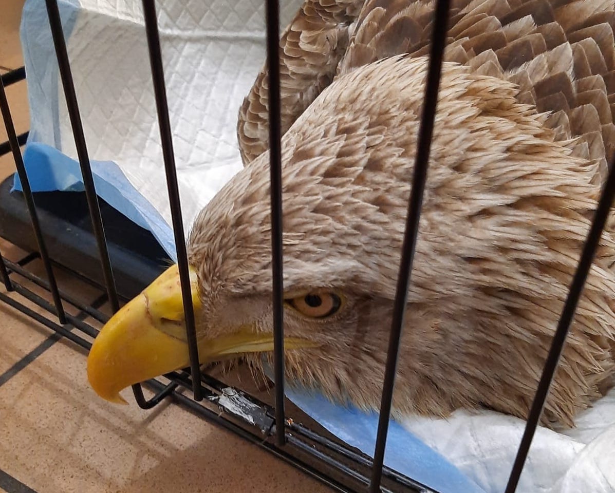 bielik oborniki - Nadleśnictwo Oborniki