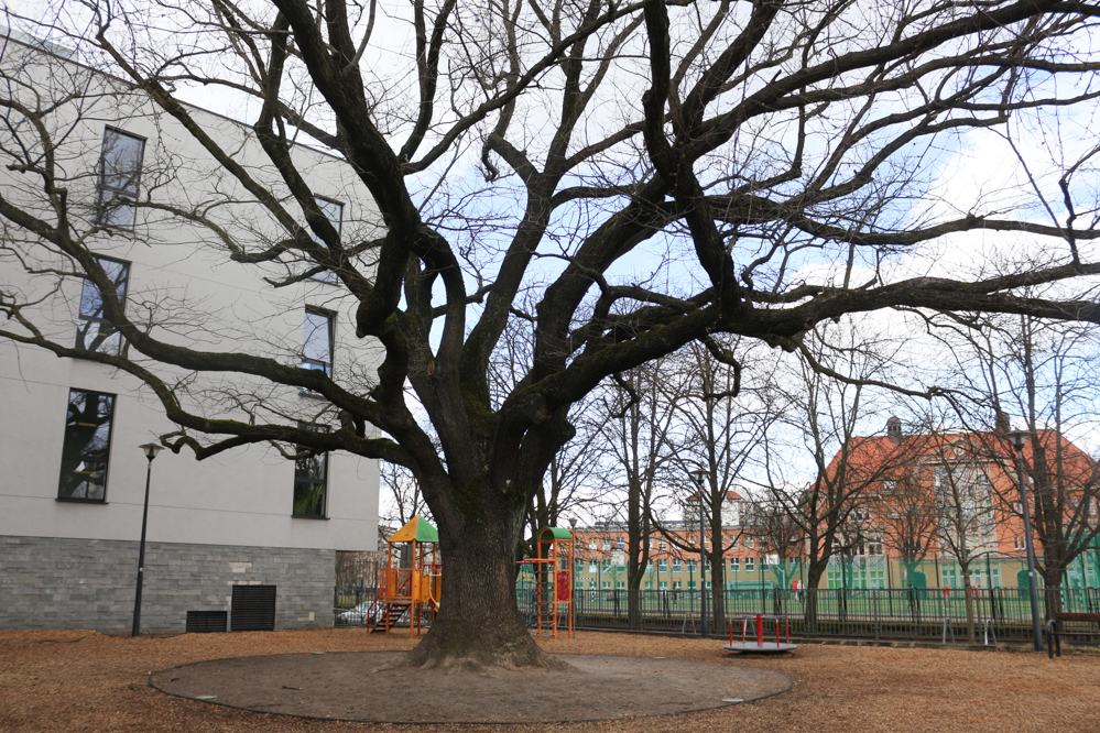 dąb krzysztof - Leon Bielewicz  - Radio Poznań