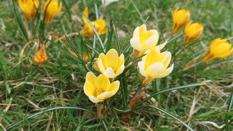 wiosna kwiaty  - Wojtek Wardejn - Radio Poznań