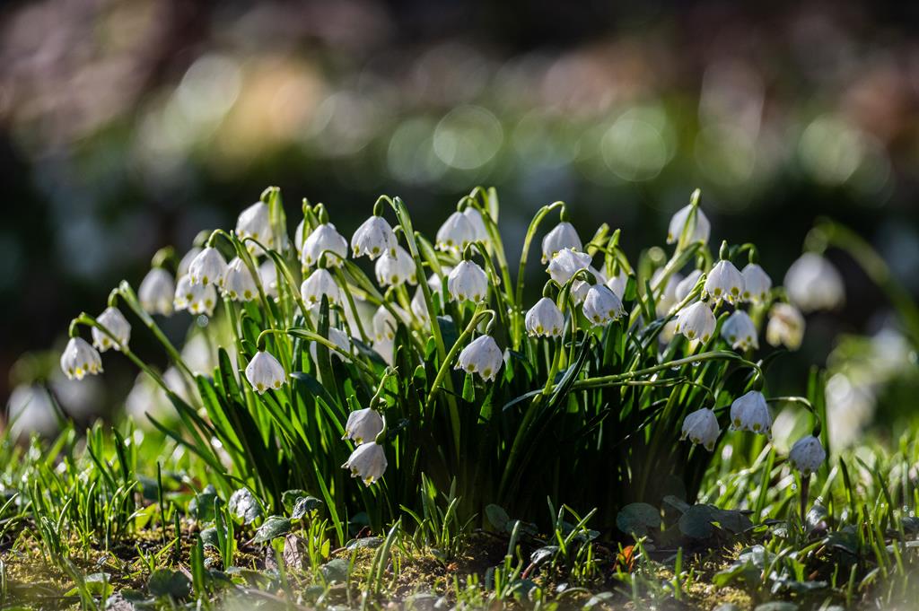  śnieżyce wiosenne - Paweł Czapczyk - Radio Poznań