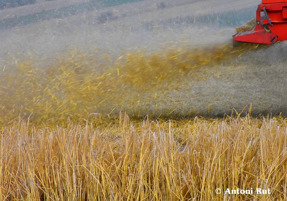 antoni rut żniwa  - Antoni Rut