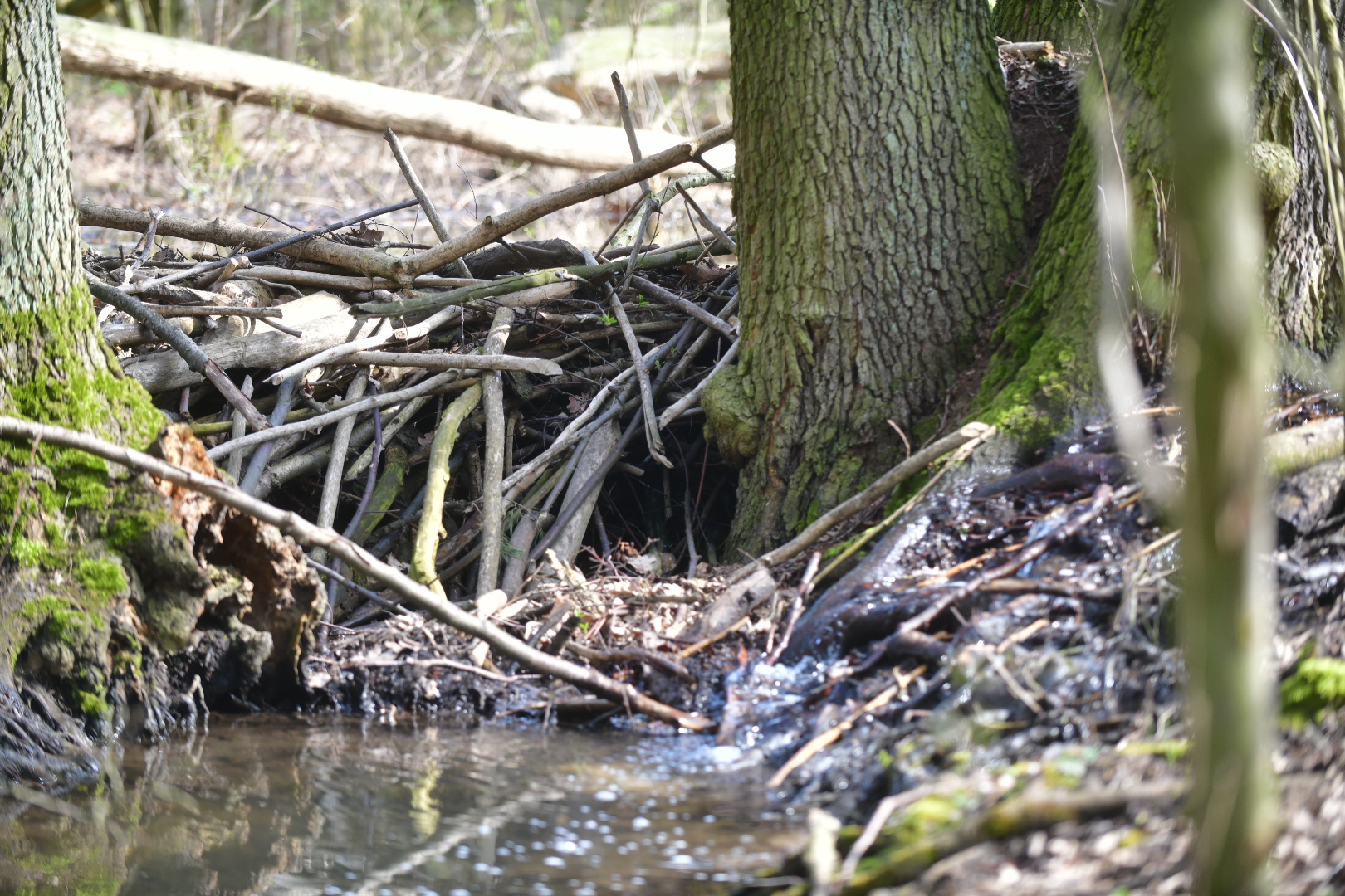 rów złotnicki suchy las jezioro strzeszyńskie jerzy juszczyński - Wojtek Wardejn - Radio Poznań