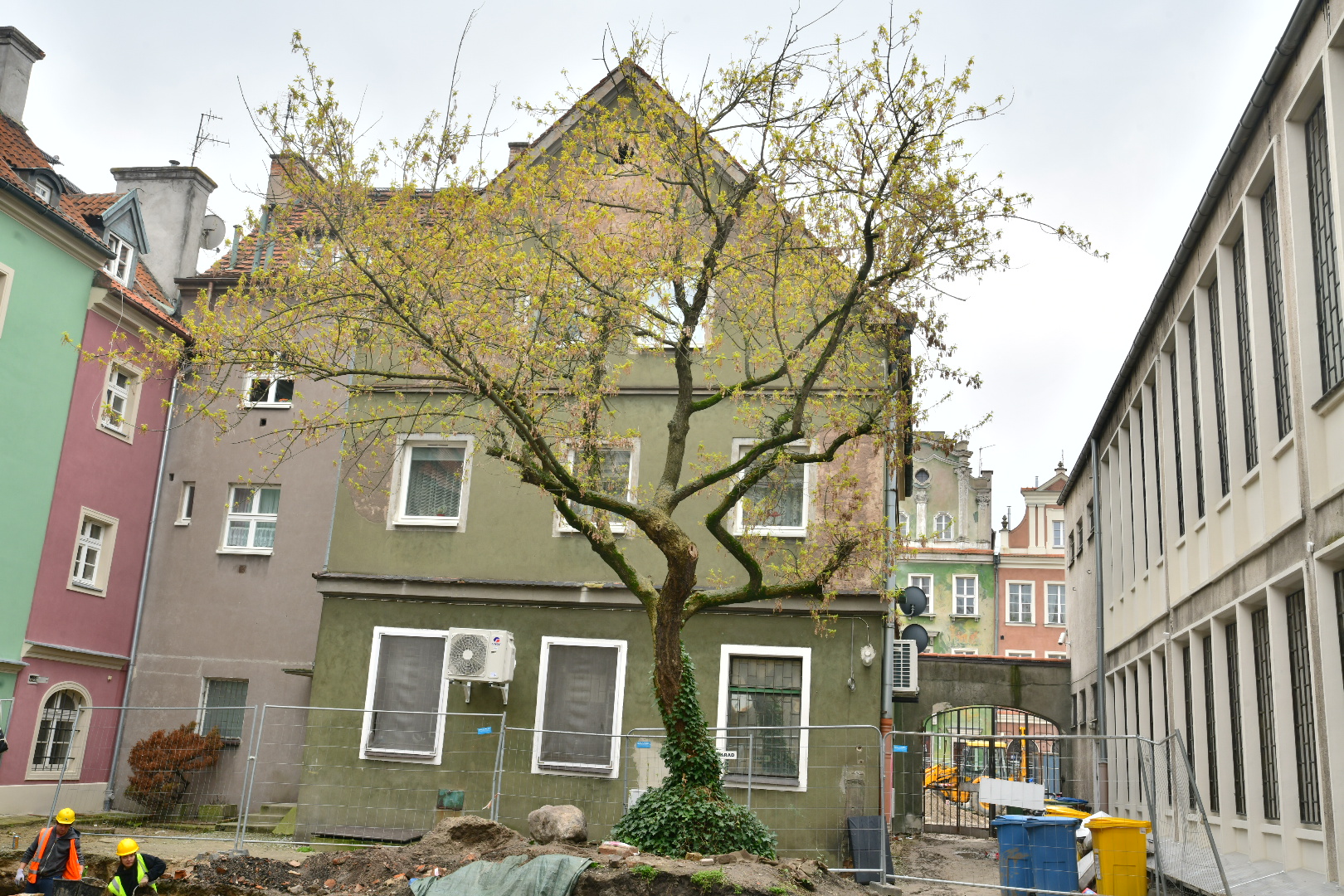 ostatnie drzewo na starym rynku - Wojtek Wardejn - Radio Poznań