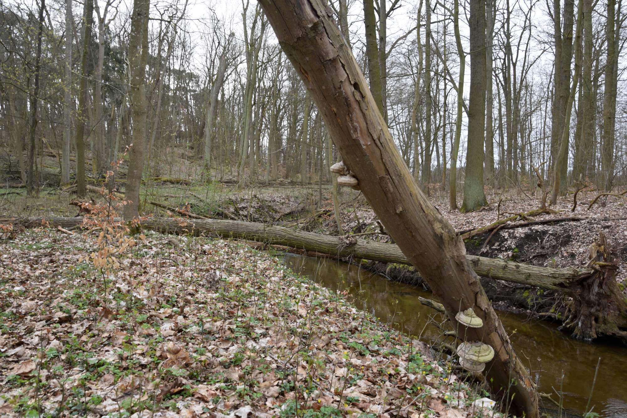 Rezerwat przyrody Kolno Międzychodzkie  - Kacper Witt - Radio Poznań