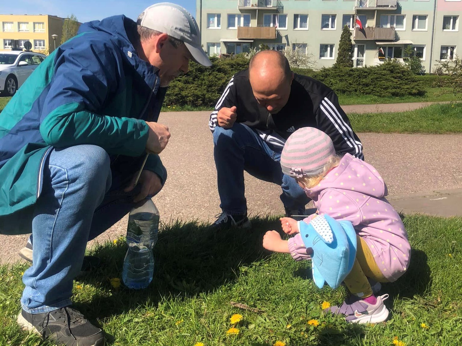 winogrady sadzili słoneczniki - Nasze Winogrady