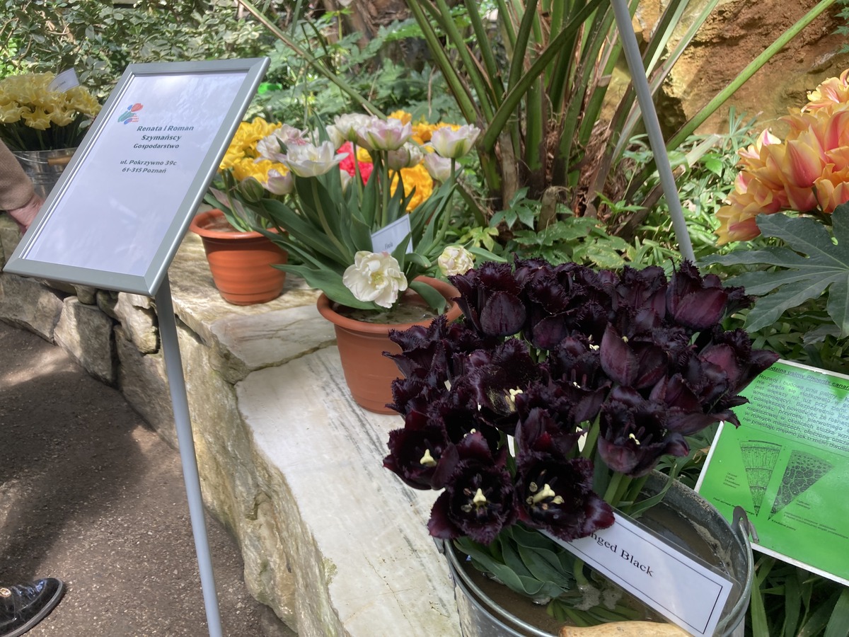 palmiarnia poznańska tulipany - Adam Michalkiewicz - Radio Poznań