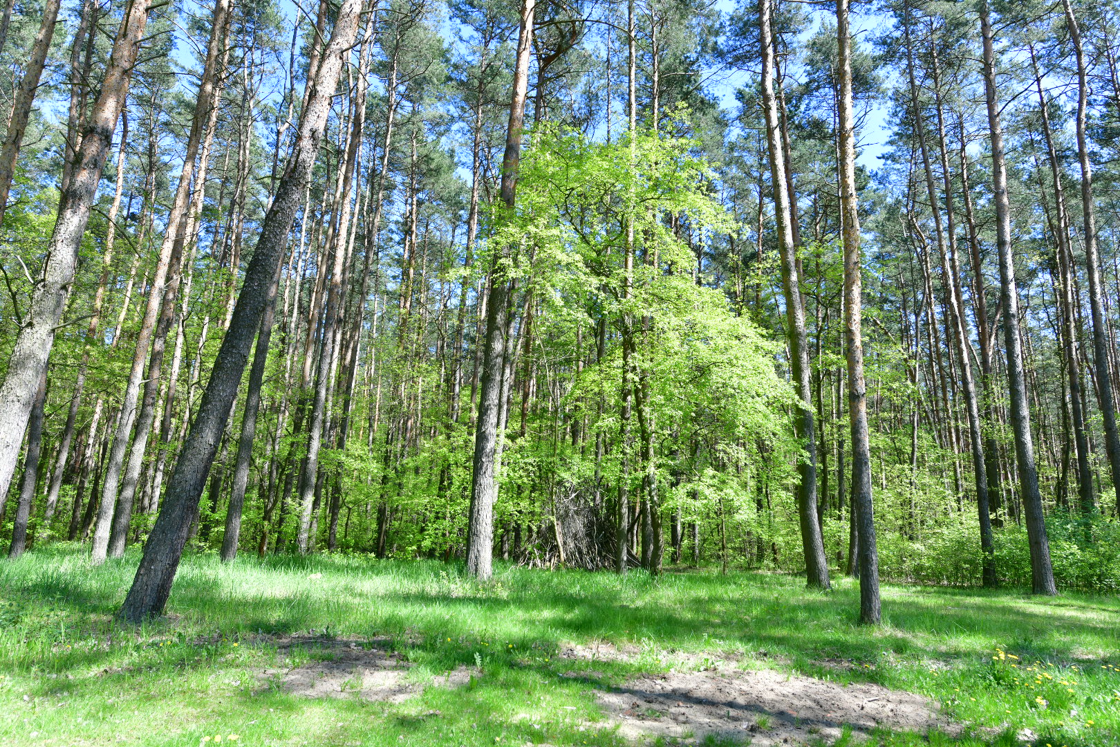 las drzewa lasek naramowice poznań - Wojtek Wardejn - Radio Poznań