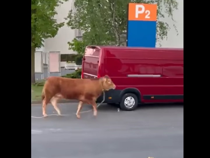 byk uciekł targi poznań - FB: Trujkont Bermucki