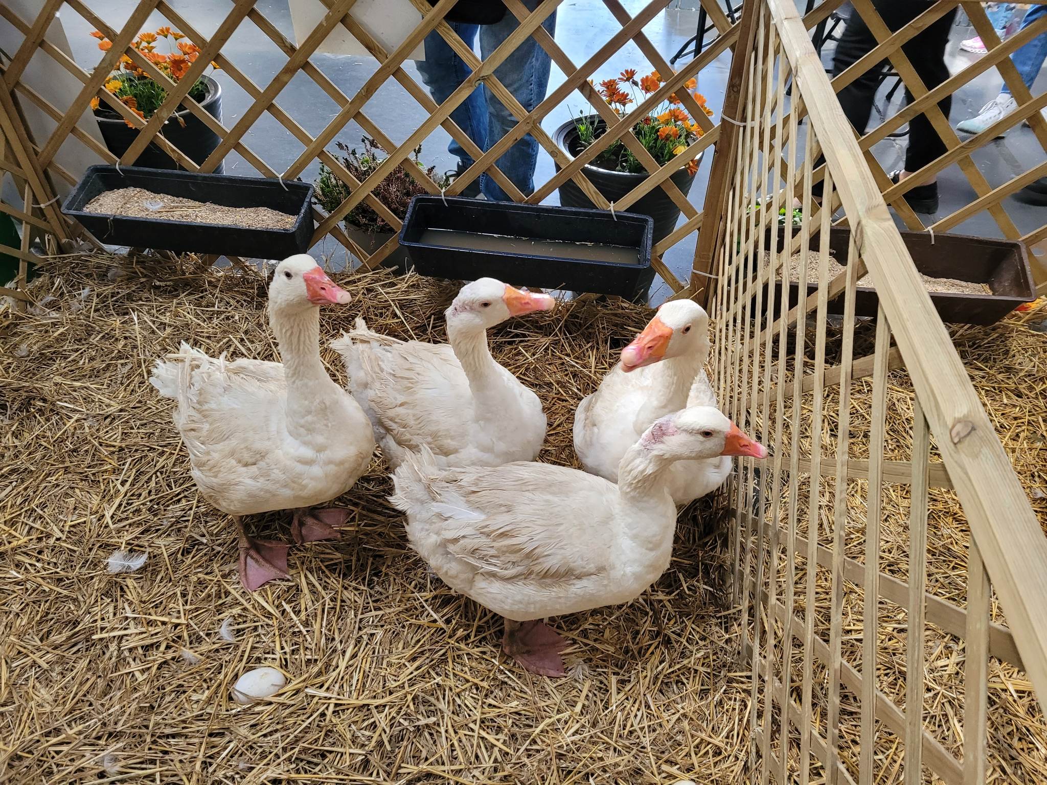 gęsi gęś gęsina - Krzysztof Polasik - Radio Poznań