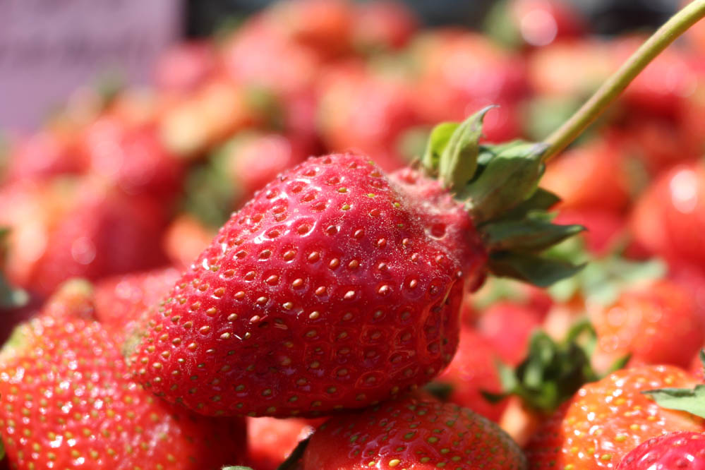 truskawka truskawki  - Leon Bielewicz  - Radio Poznań