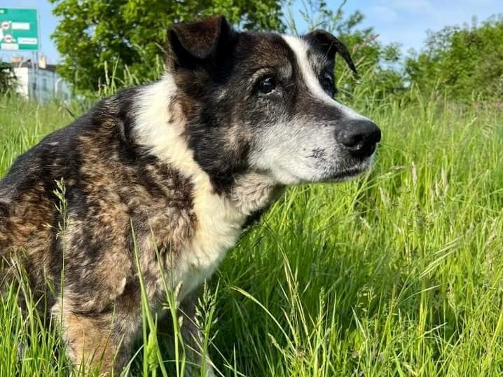 pies łatek znęcali się - Kaliskie Stowarzyszenie Pomocy Dla Zwierząt Help Animals
