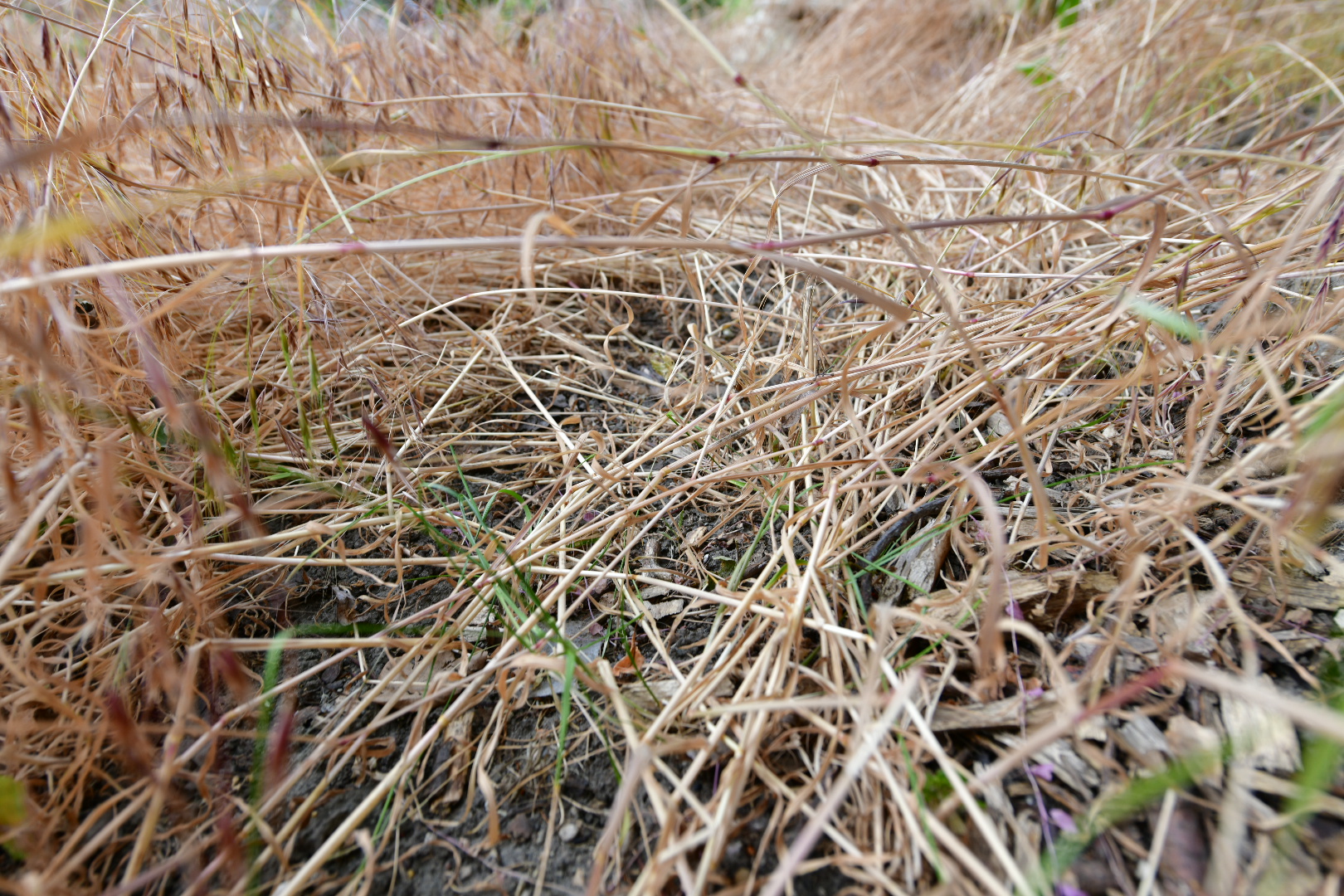 susza upał spalona trawa podlewanie działki - Wojtek Wardejn - Radio Poznań