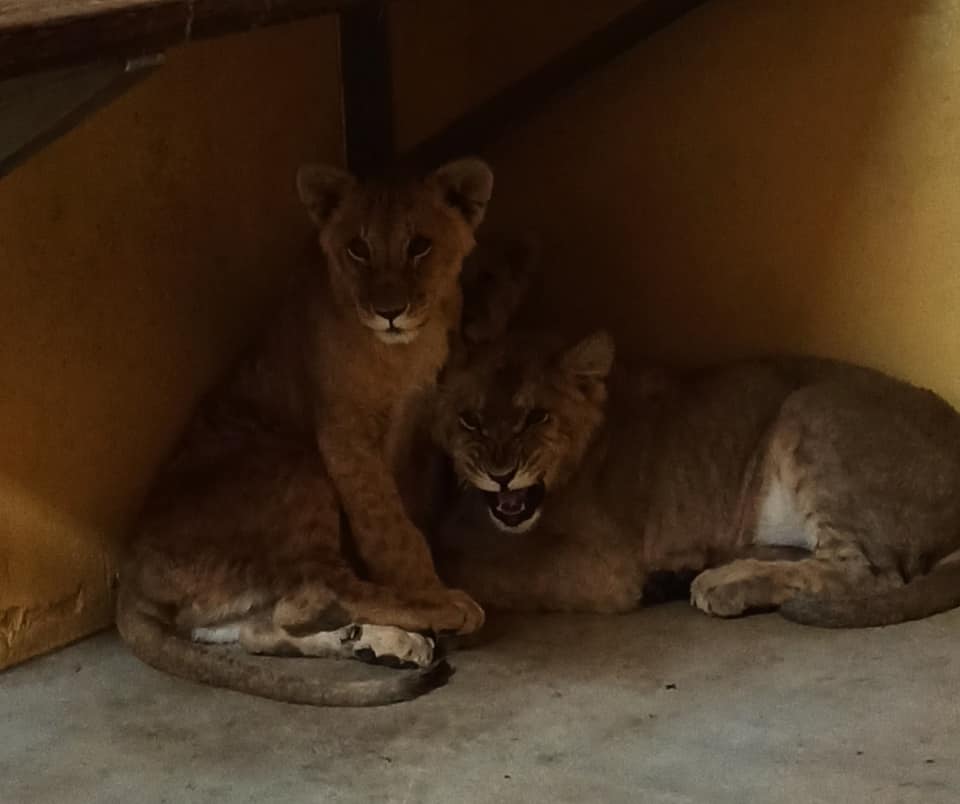 zoo lwy z ukrainy - ZOO Poznań