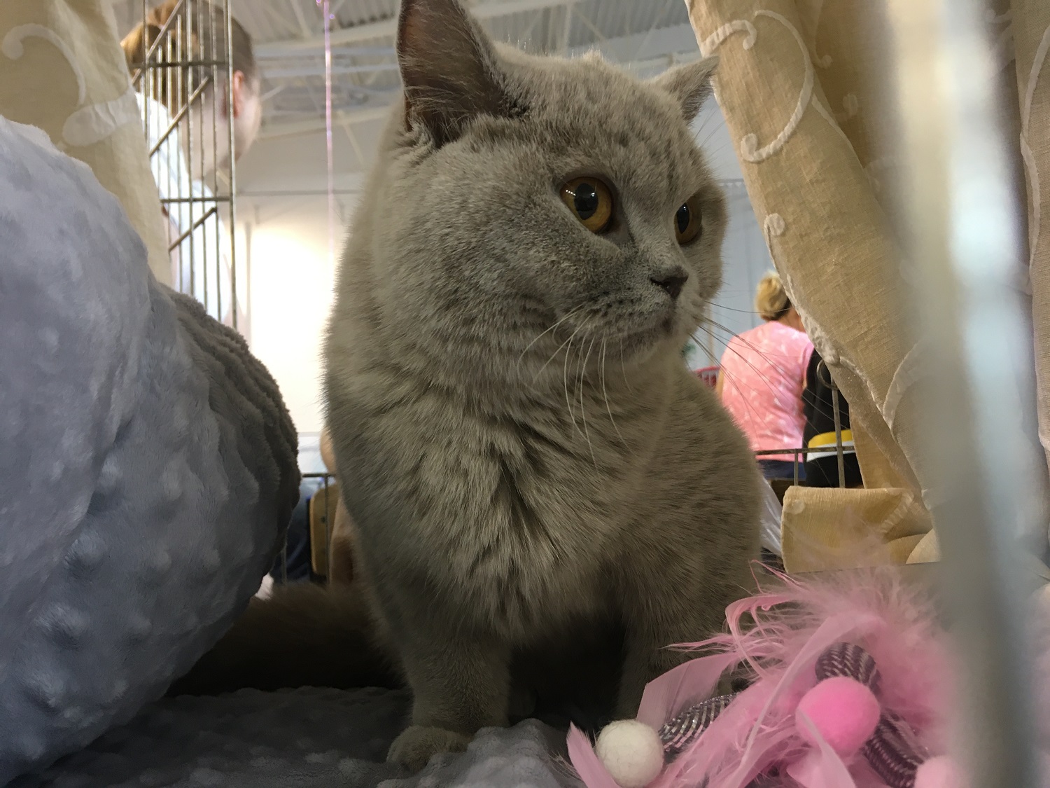 kot rasowy września - Rafał Regulski