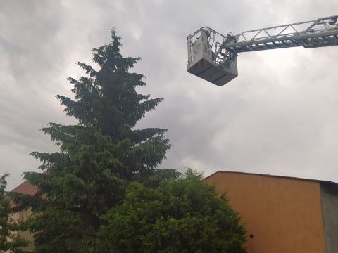 pies akrobata wągrowiec pies na drzewie wągrowiec -  KP PSP Wągrowiec