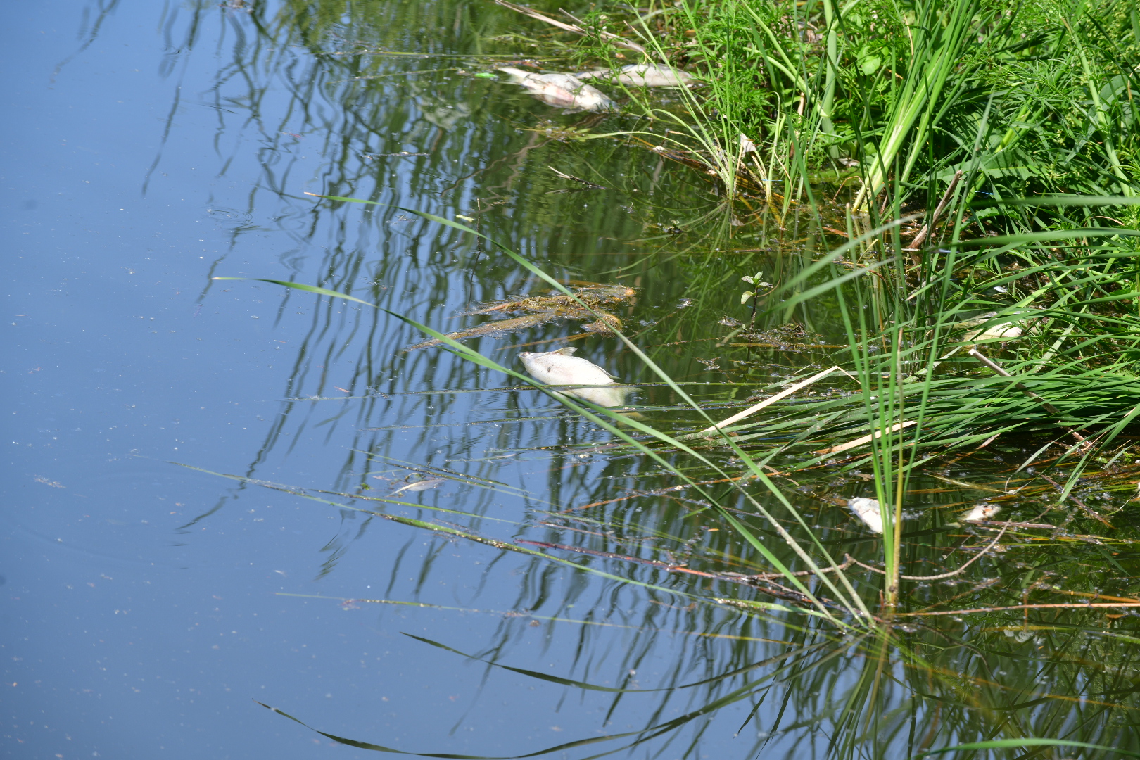 Śnięte ryby park sołacz - Wojtek Wardejn - Radio Poznań