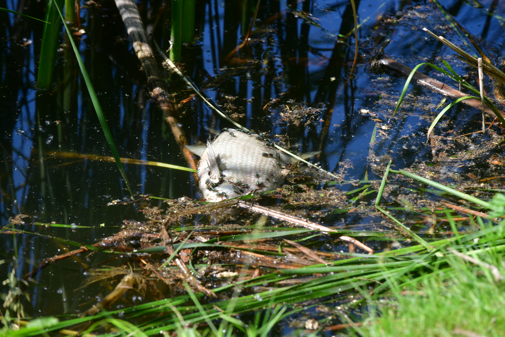 Śnięte ryby park sołacz - Wojtek Wardejn - Radio Poznań