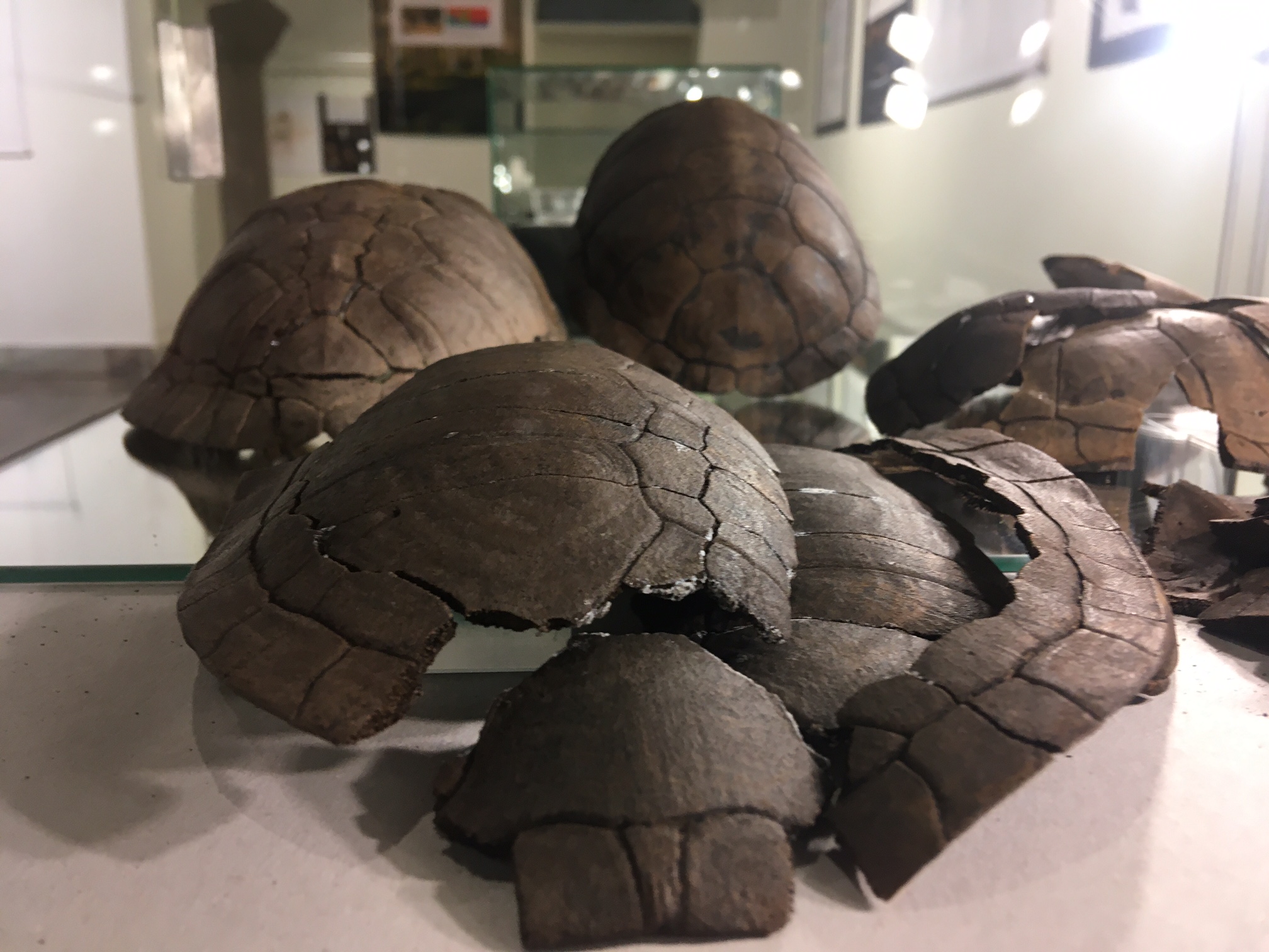 skarby z bagien wystawa muzeum archeologiczne - Jacek Butlewski - Radio Poznań