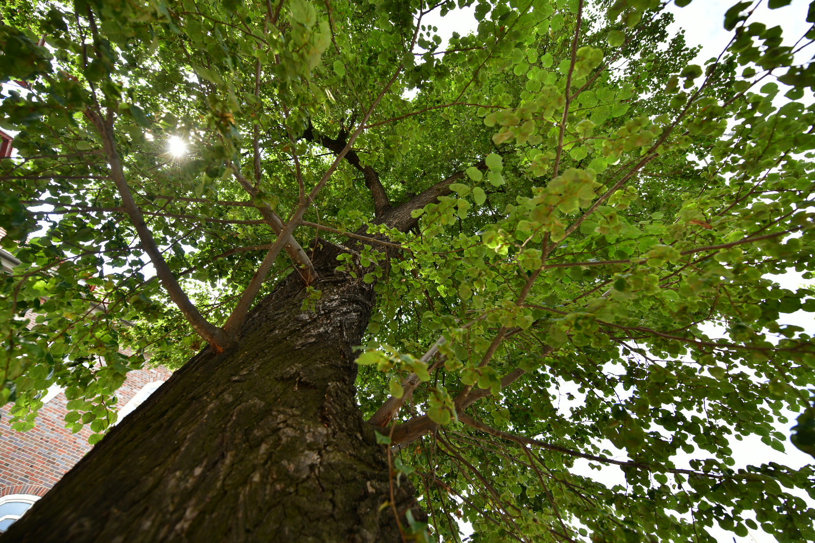 lipy na garbarach lipy przy szkole - Wojtek Wardejn - Radio Poznań