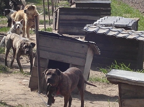 Hodowla psów w Stobnie - Help Animals