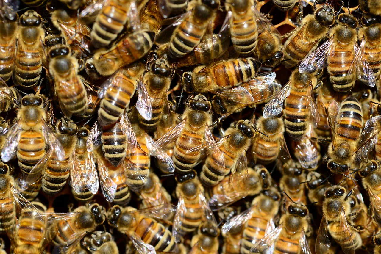 pszczoły - Pixabay