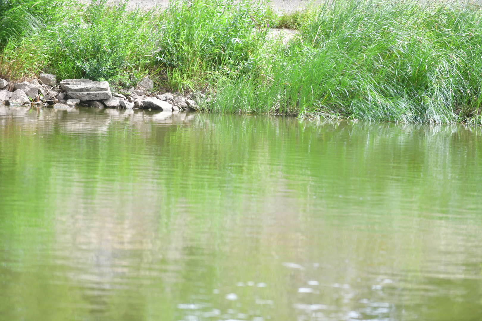 rzeka warta niski poziom woda tafla - Wojtek Wardejn - Radio Poznań