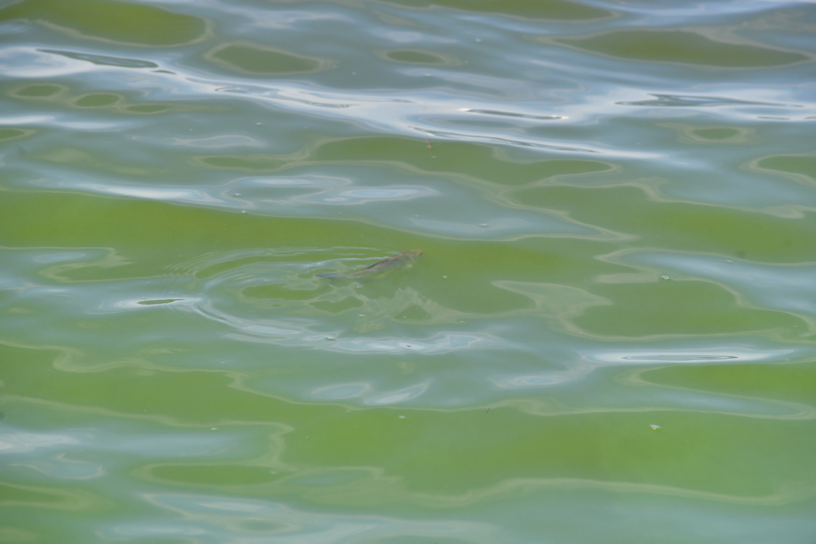 sinice malta - Wojtek Wardejn - Radio Poznań