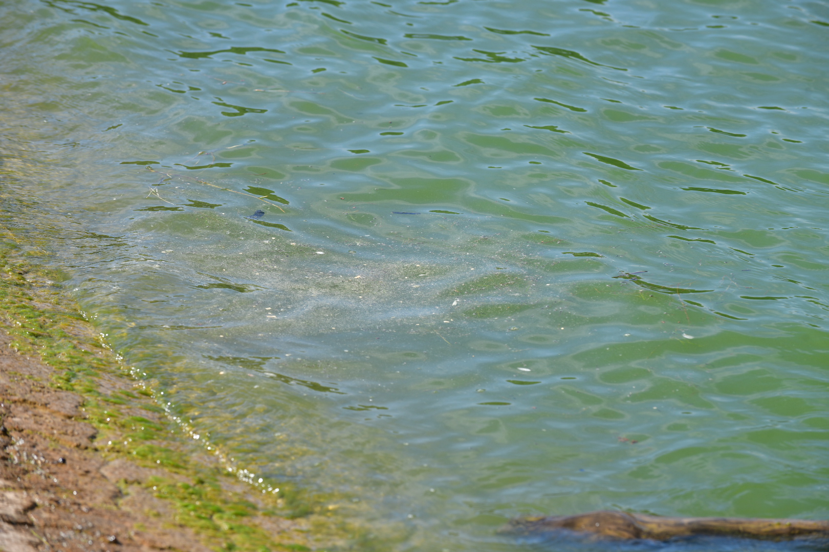 sinice malta - Wojtek Wardejn - Radio Poznań