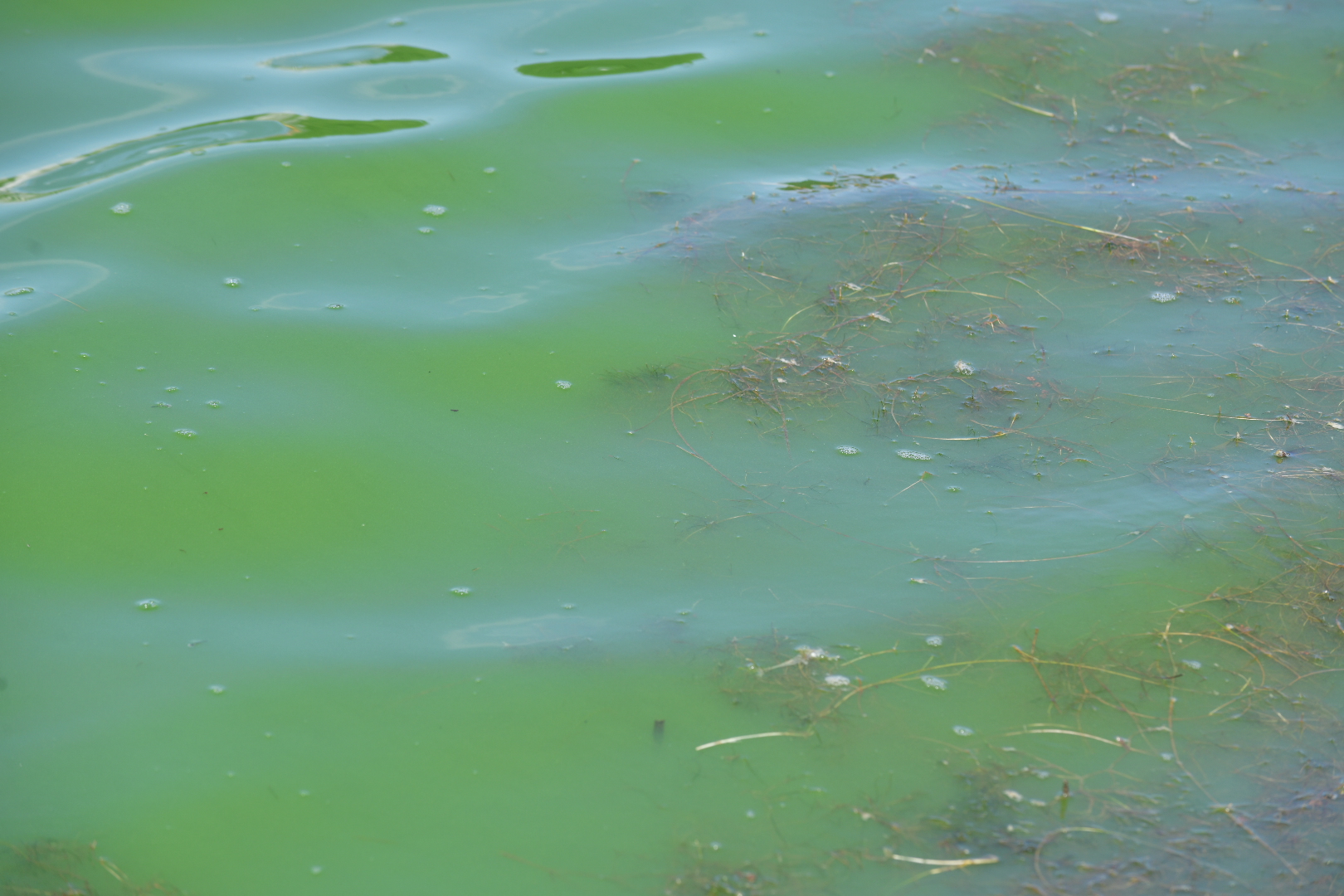 sinice malta - Wojtek Wardejn - Radio Poznań