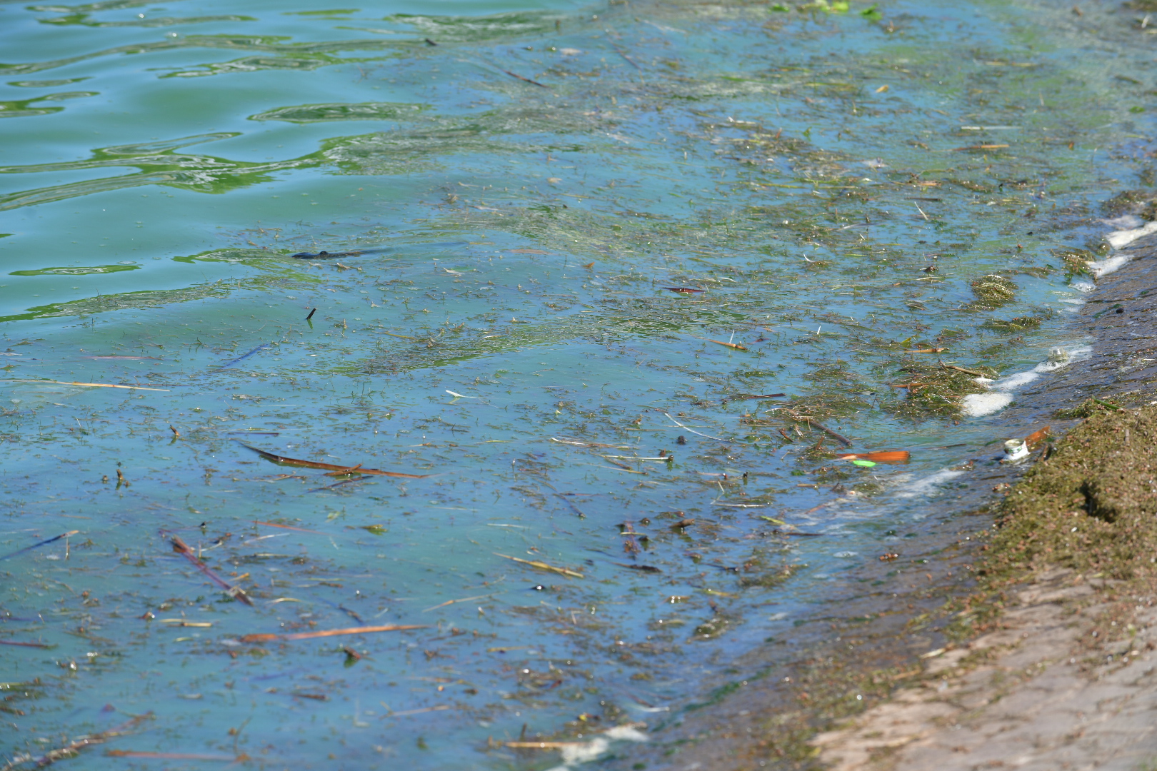 sinice malta - Wojtek Wardejn - Radio Poznań