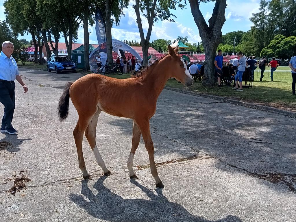 Premiowanie źrebiąt w Sielinku - Jacek Kosiak - Radio Poznań