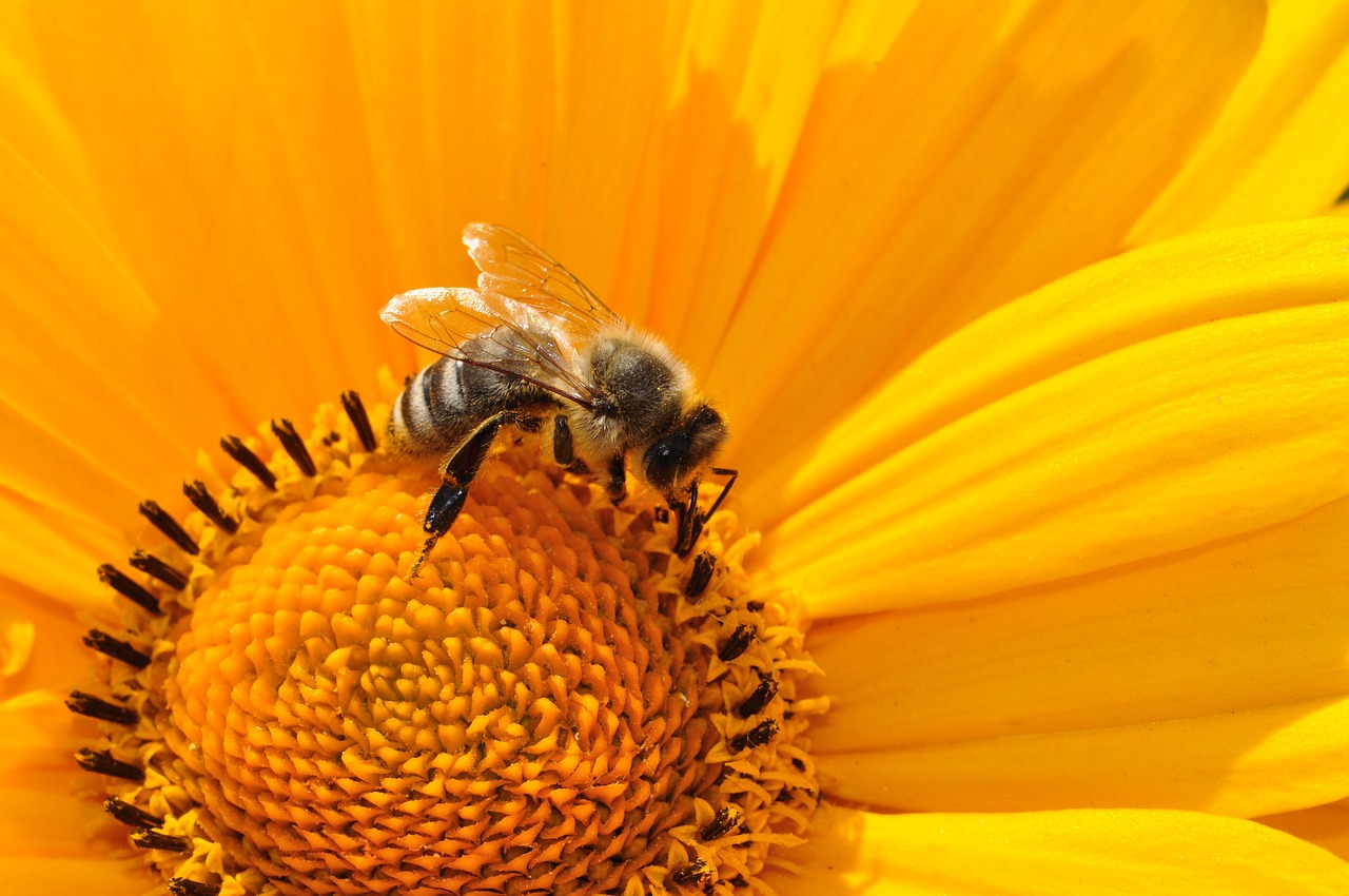 pszczoła - katja - Pixabay