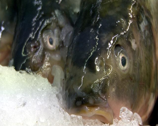 Karpie - po kontroli Sanepidu - Wojtek Wardejn