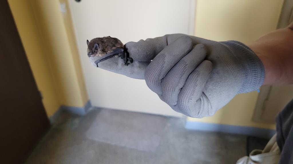 nietoperz blok  - Krzysztof Polasik - Radio Poznań