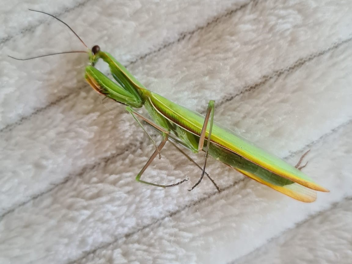 modliszka  - Marcin Ługawiak