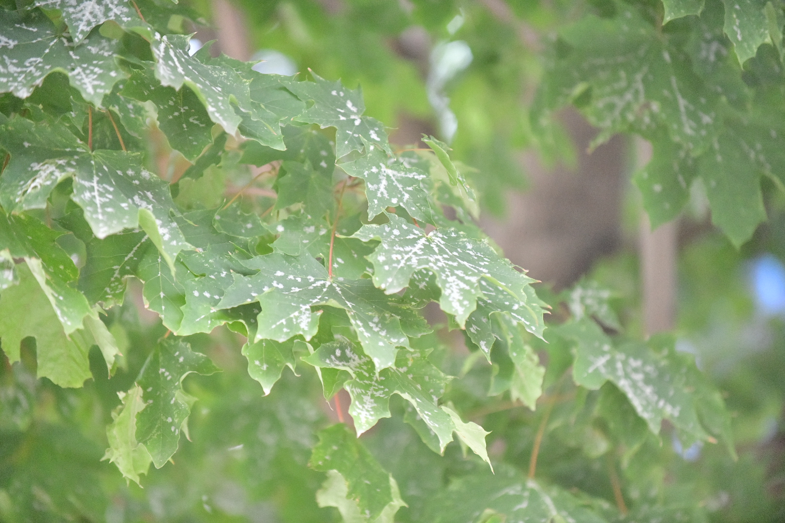 klony grzyb święty marcin - Wojtek Wardejn - Radio Poznań