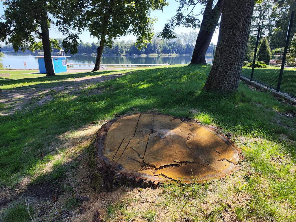 wycięty dąb w lubaszu - Przemysław Stochaj - Radio Poznań