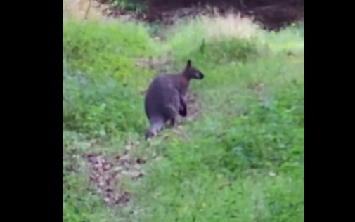 kangur  w lesie - Leśny Zakład Doświadczalny w Murowanej Goślinie
